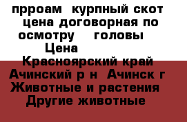 прроам  курпный скот. цена договорная по осмотру. 4 головы.  › Цена ­ 100 000 - Красноярский край, Ачинский р-н, Ачинск г. Животные и растения » Другие животные   